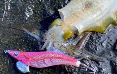 【釣果報告あり】エギ王 ネオンブライトは釣れる？おすすめカラーと上手な使い方をご紹介